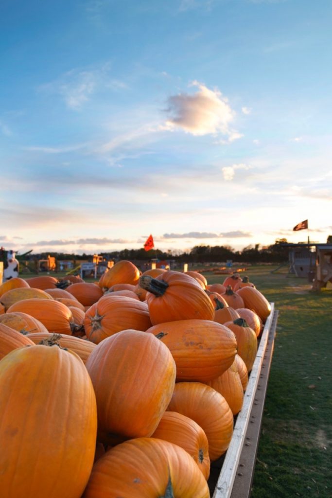 Pumpkin and Apple Picking